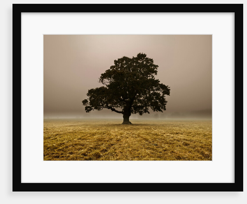 Single Tree in mist and fog by Assaf Frank